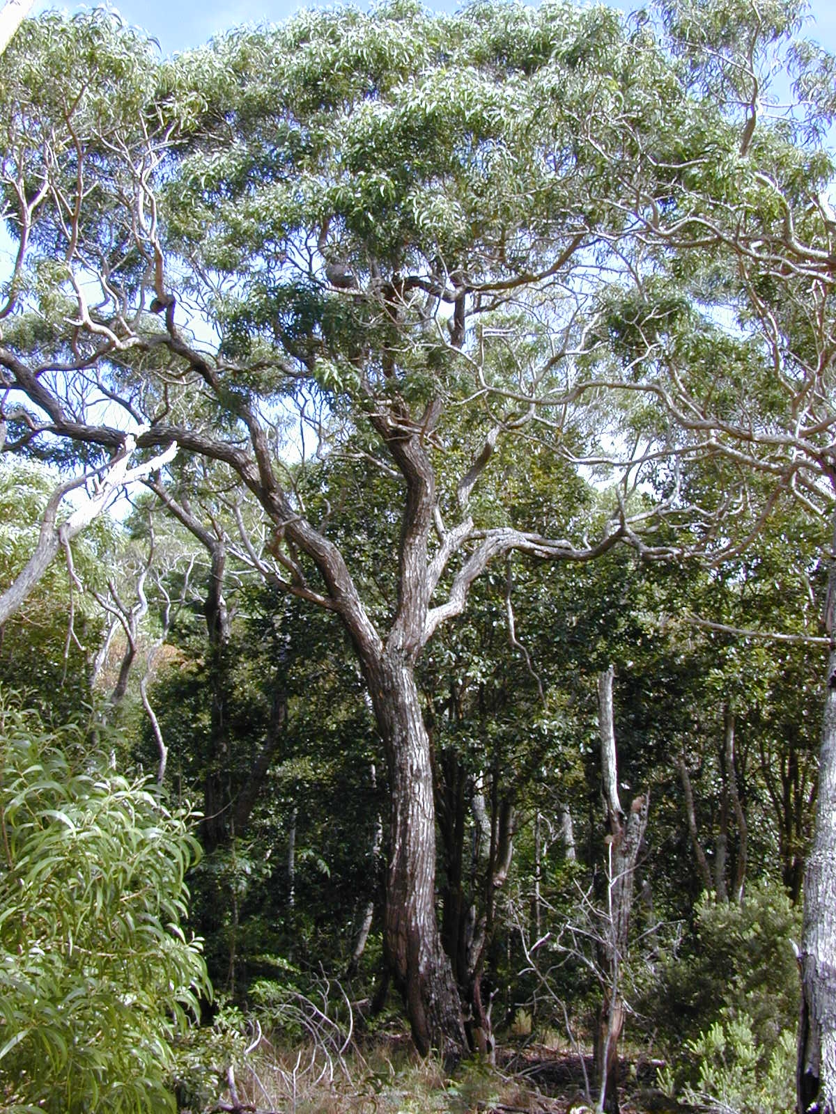 Acacia koa, Koa — spreading evergreen (Fabaceae) (image 3 of 8)