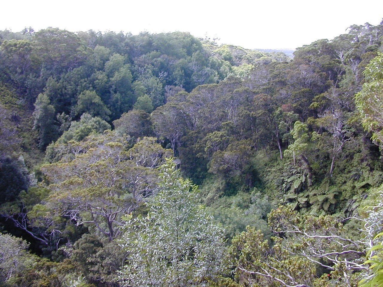 Acacia koa, Koa — spreading evergreen (Fabaceae) (image 4 of 8)