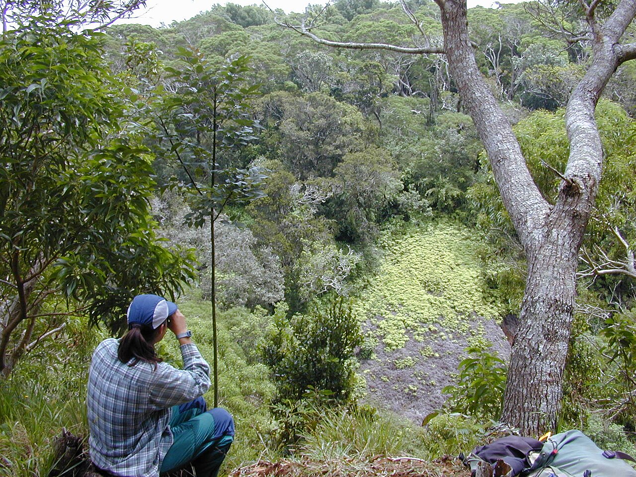 Acacia koa, Koa — spreading evergreen (Fabaceae) (image 5 of 8)