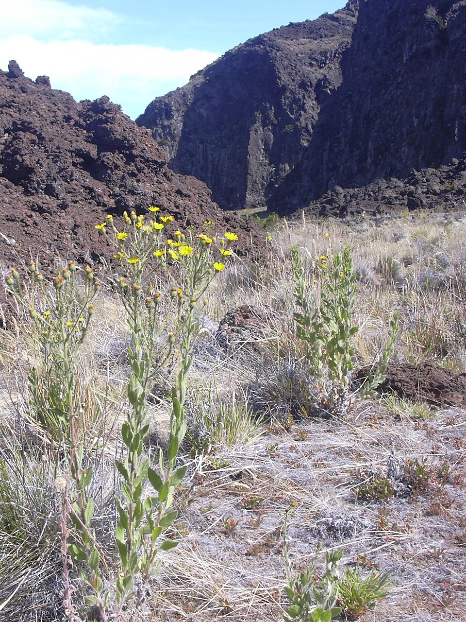 Heterotheca grandiflora (Telegraphweed) (alternate view 2)