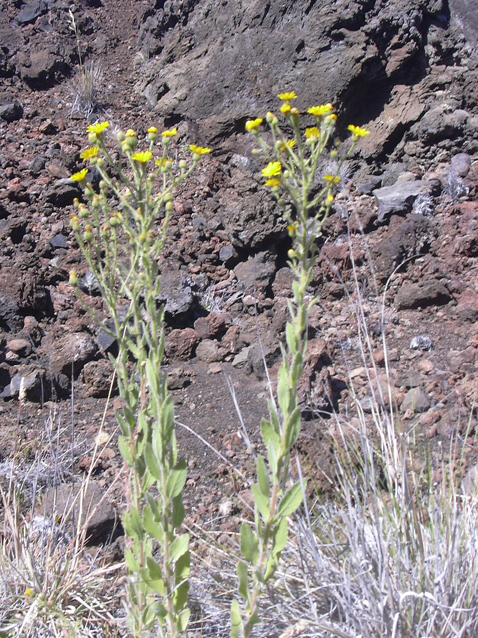 Heterotheca grandiflora (Telegraphweed) (alternate view 3)
