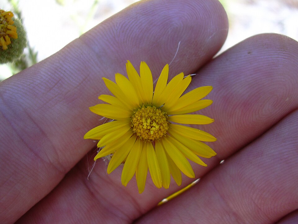 Heterotheca grandiflora (Telegraphweed) (alternate view 4)