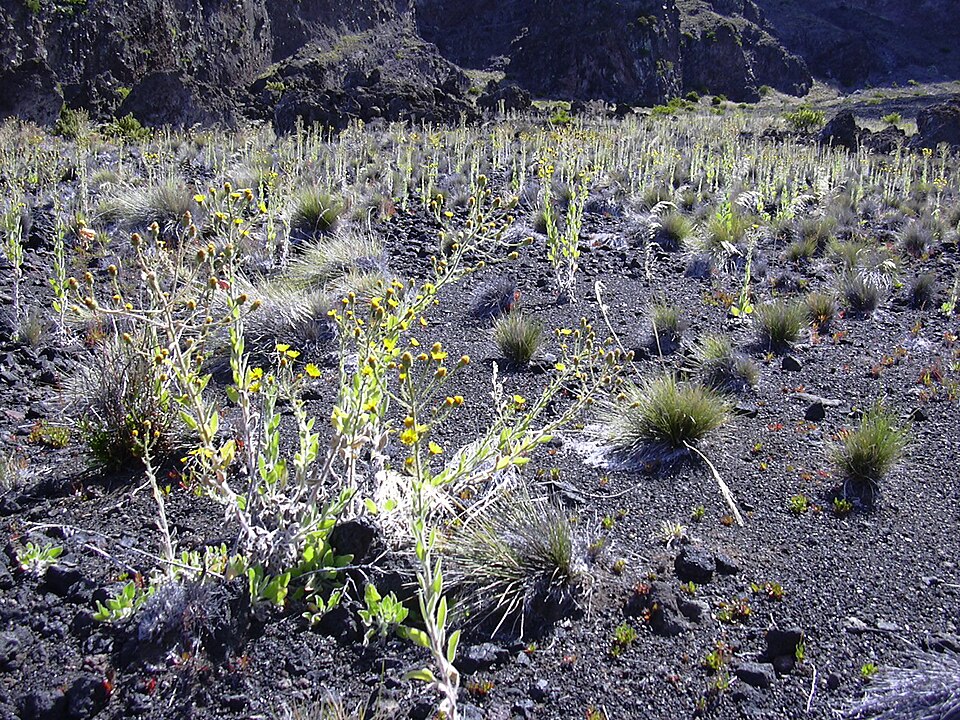 Heterotheca grandiflora (Telegraphweed) (alternate view 5)