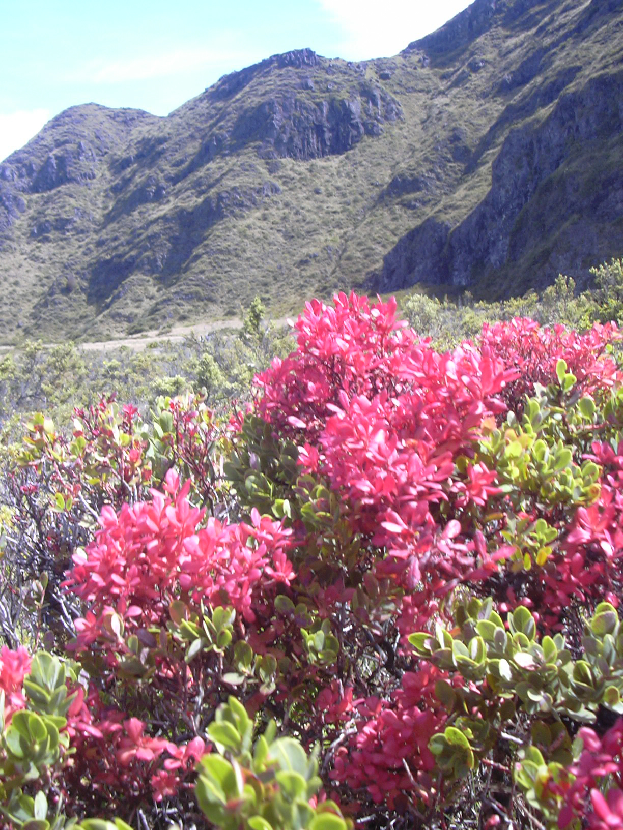 Vaccinium reticulatum, Ohelo berry — spreading evergreen (Ericaceae) (image 8 of 10)