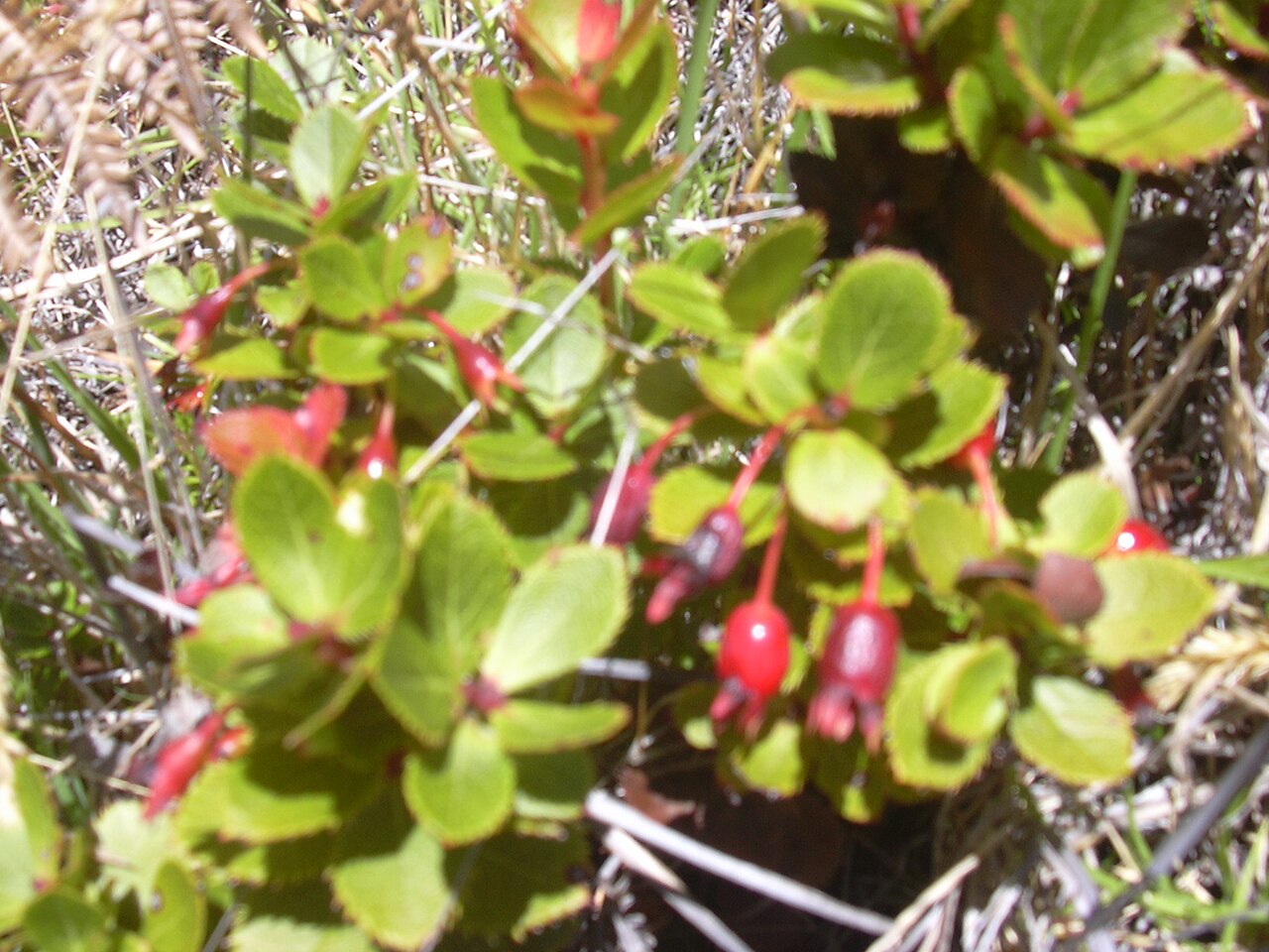 Vaccinium reticulatum, Ohelo berry — spreading evergreen (Ericaceae) (image 10 of 10)