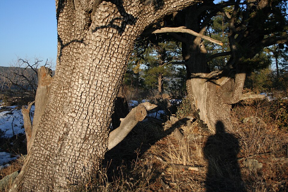 Juniperus deppeana (alligator juniper) (alternate view 8)