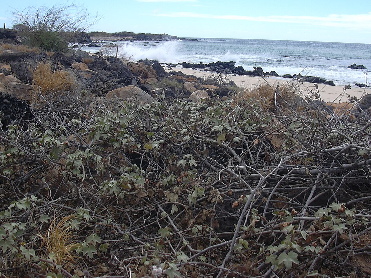 Gossypium tomentosum, Hawaiian cotton — spreading evergreen (Malvaceae) (image 5 of 8)