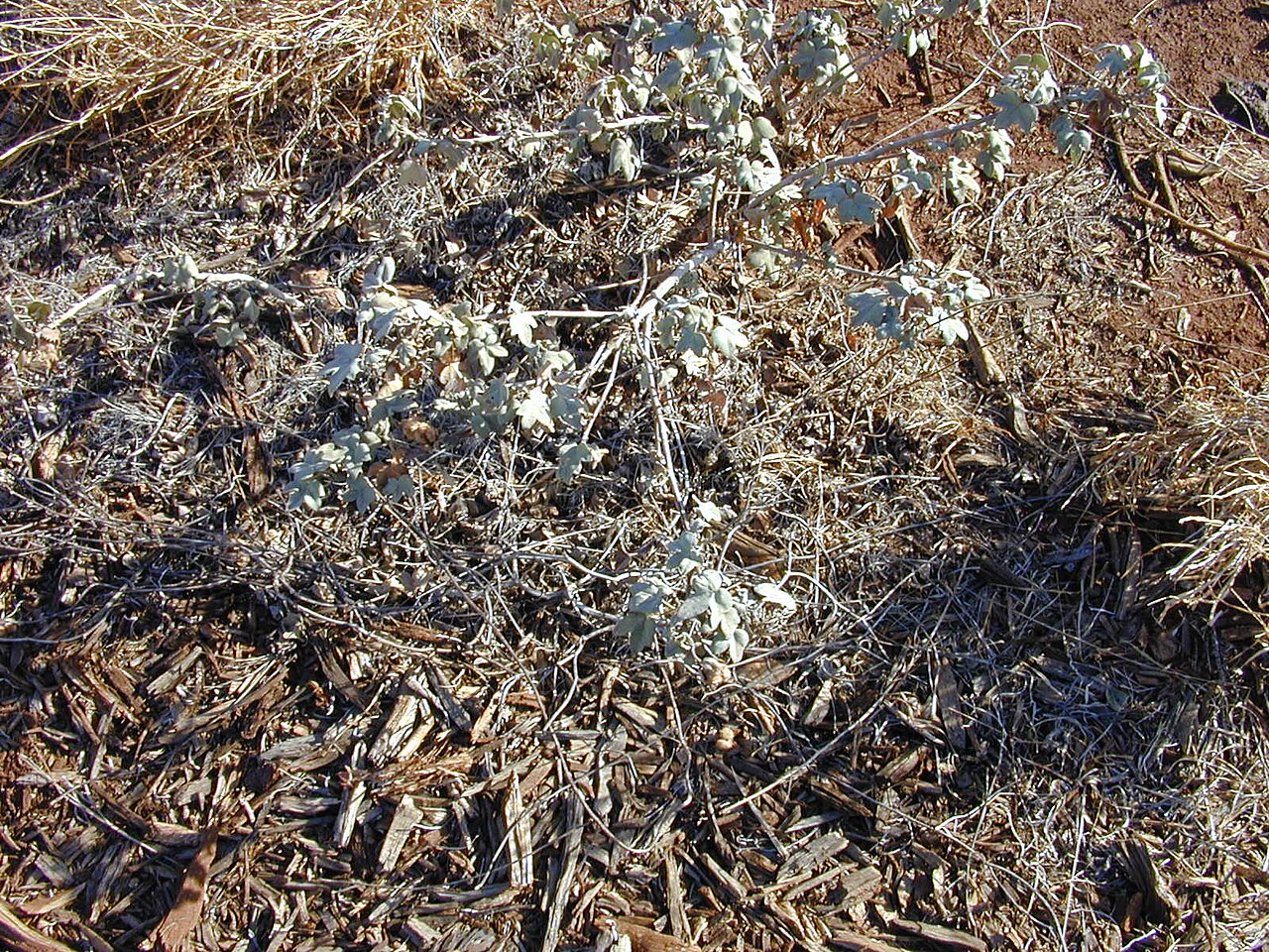 Gossypium tomentosum, Hawaiian cotton — spreading evergreen (Malvaceae) (image 6 of 8)