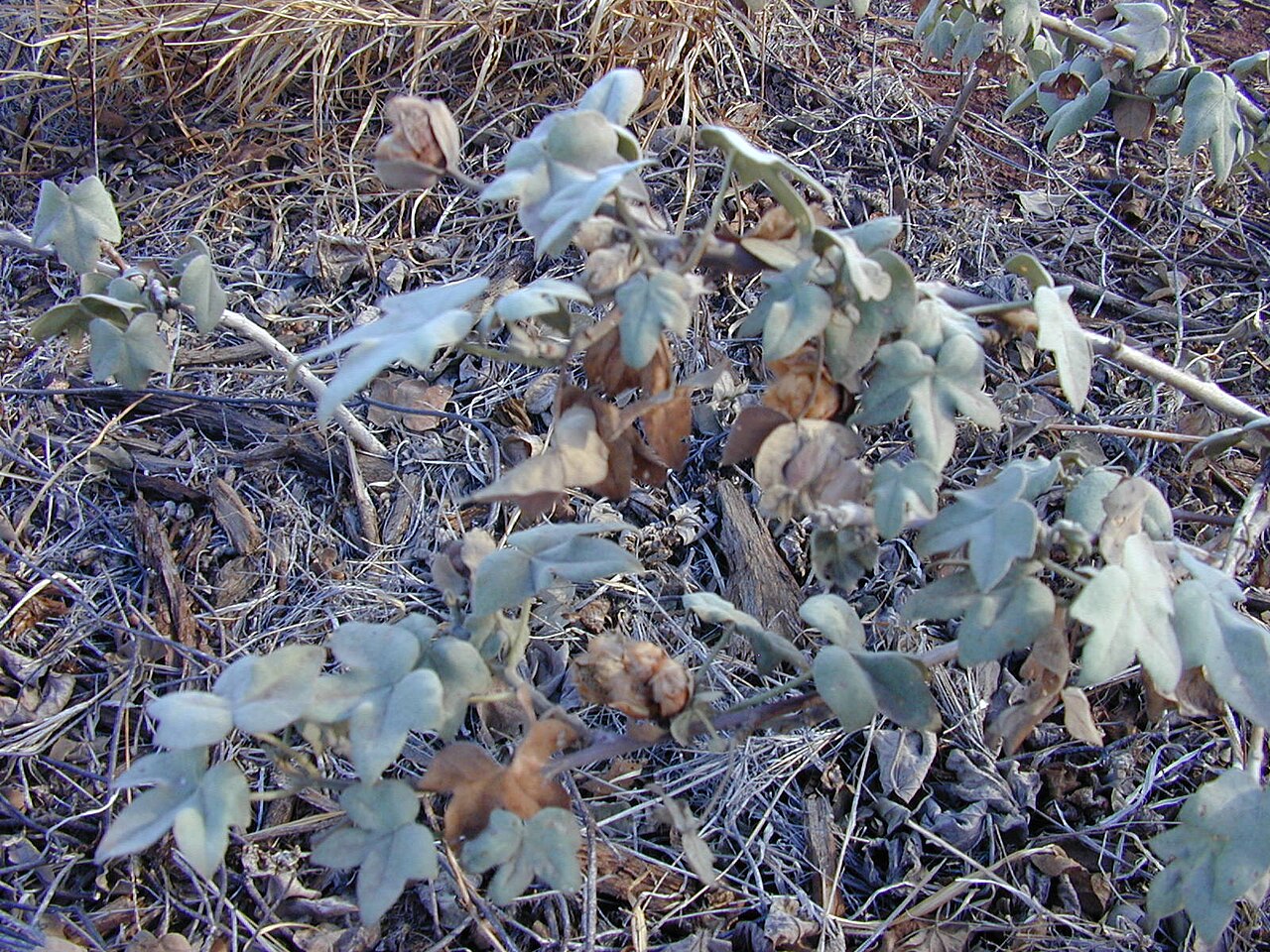 Gossypium tomentosum, Hawaiian cotton — spreading evergreen (Malvaceae) (image 7 of 8)