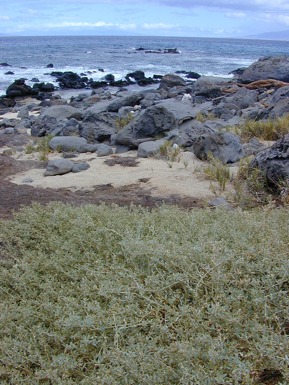 Atriplex semibaccata (berry saltbush) (alternate view 7)
