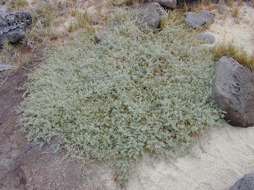 Atriplex semibaccata (berry saltbush) (alternate view 8)