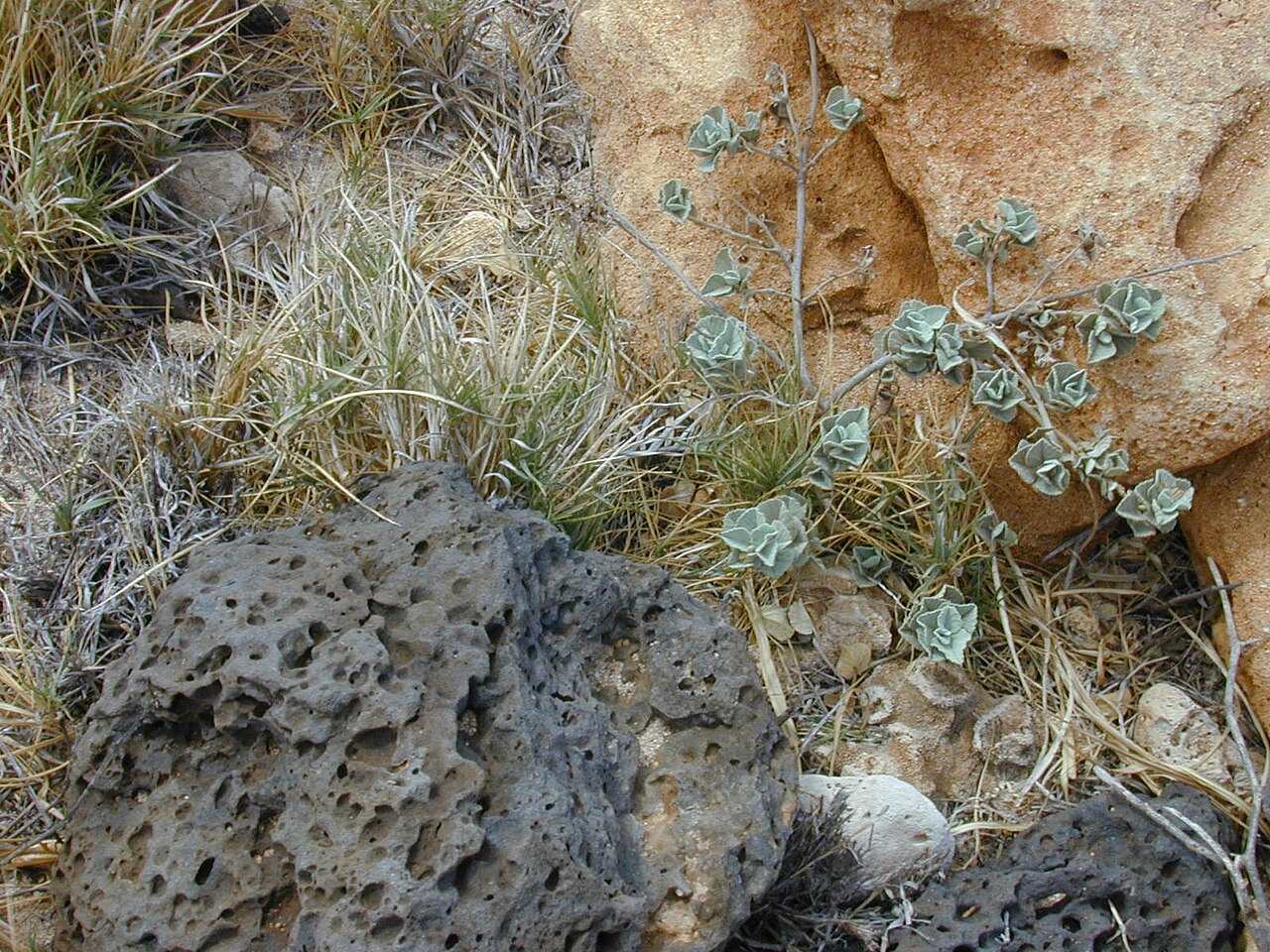 Sida fallax, Ilima — spreading evergreen (Malvaceae) (image 8 of 10)