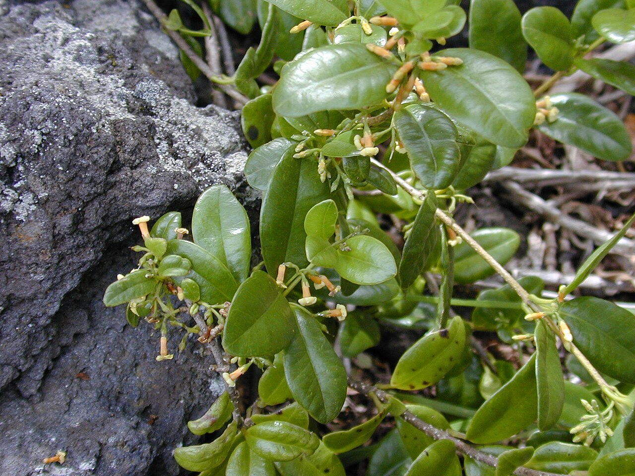 Alyxia stellata, Maile — climbing evergreen (Apocynaceae) (image 1 of 7)