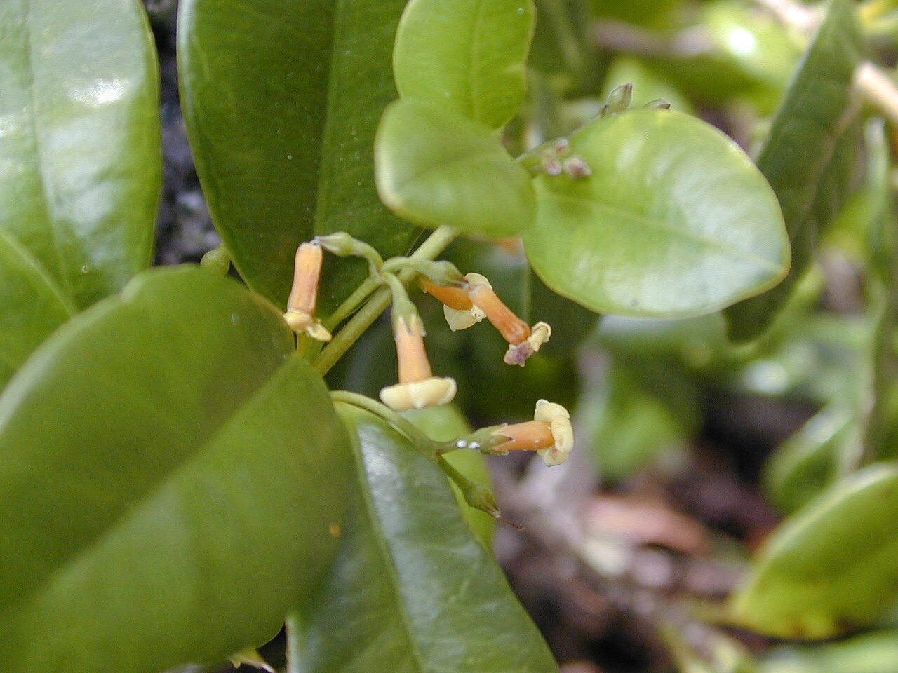 Alyxia stellata, Maile — climbing evergreen (Apocynaceae) (image 2 of 7)