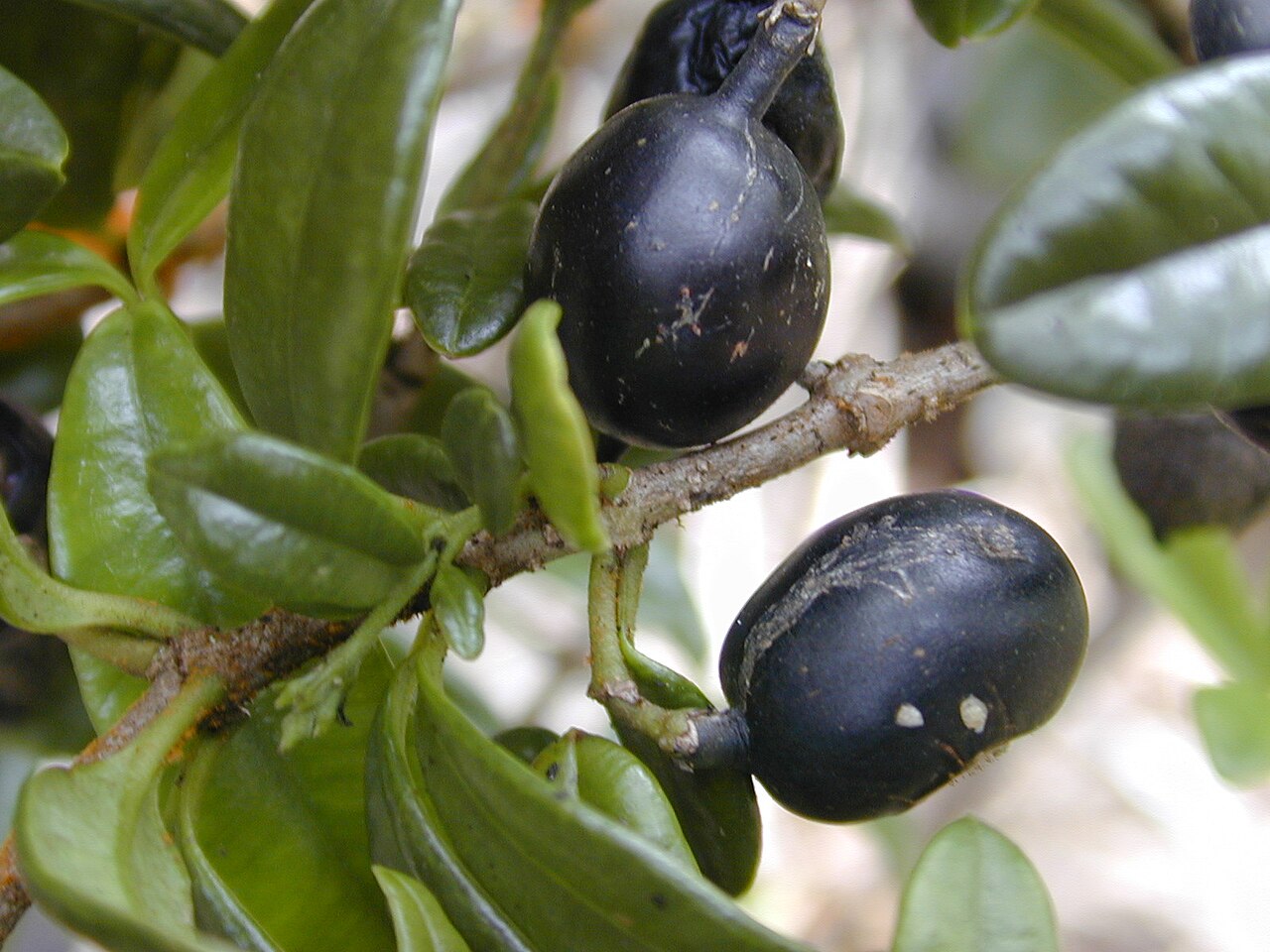 Alyxia stellata, Maile — climbing evergreen (Apocynaceae) (image 3 of 7)