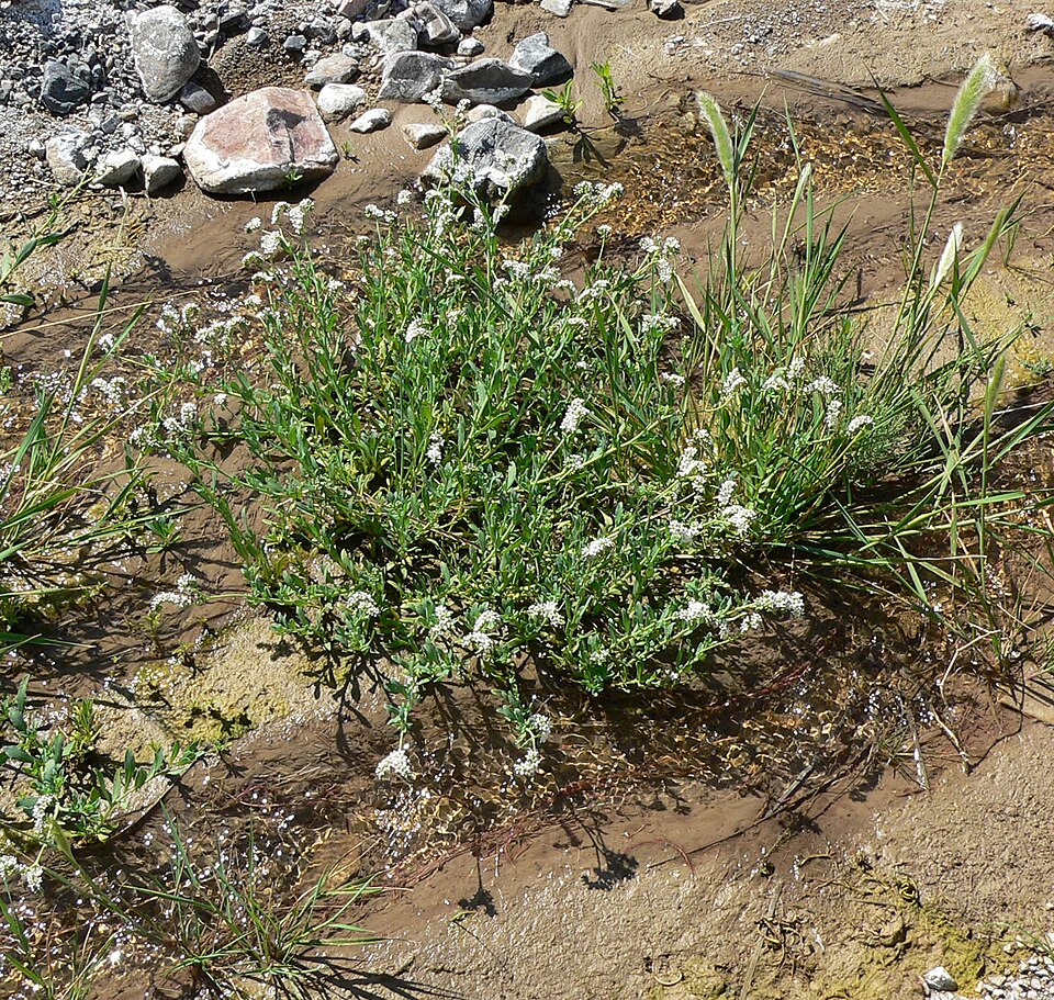 Heliotropium curassavicum (alkali heliotrope)