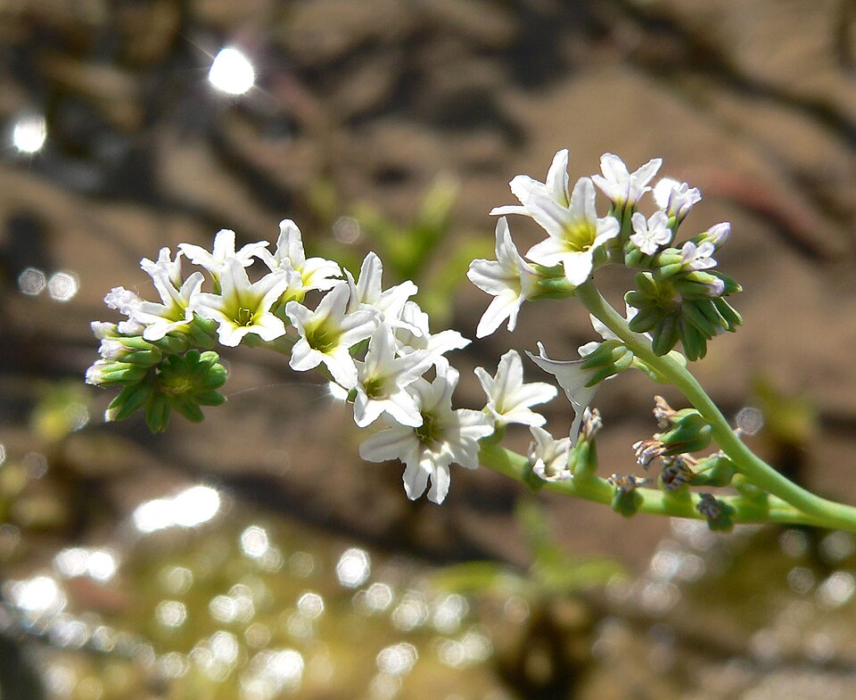 Heliotropium curassavicum (alkali heliotrope)