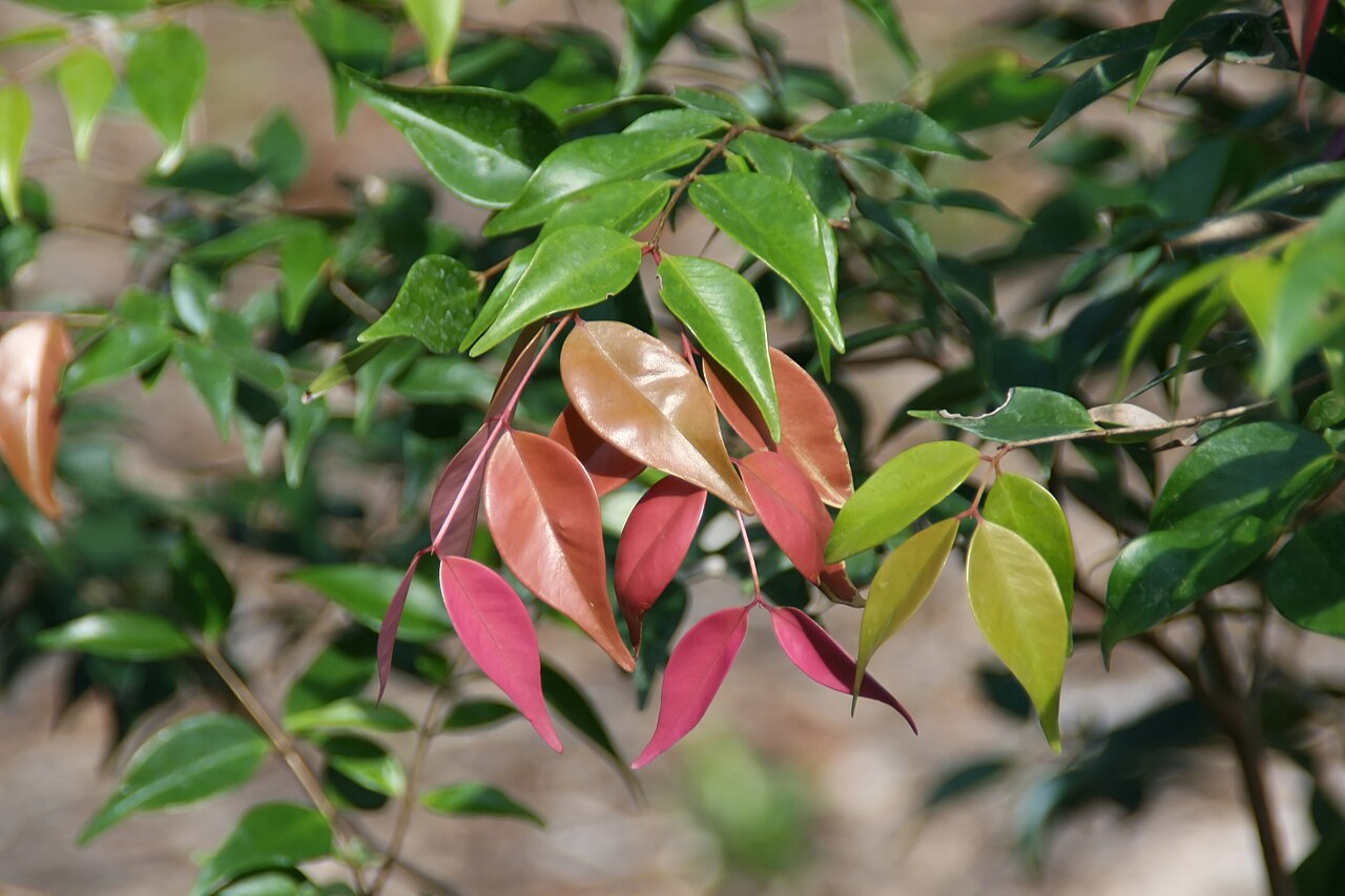 Syzygium luehmannii, Riberry — upright evergreen (Myrtaceae) (image 8 of 10)