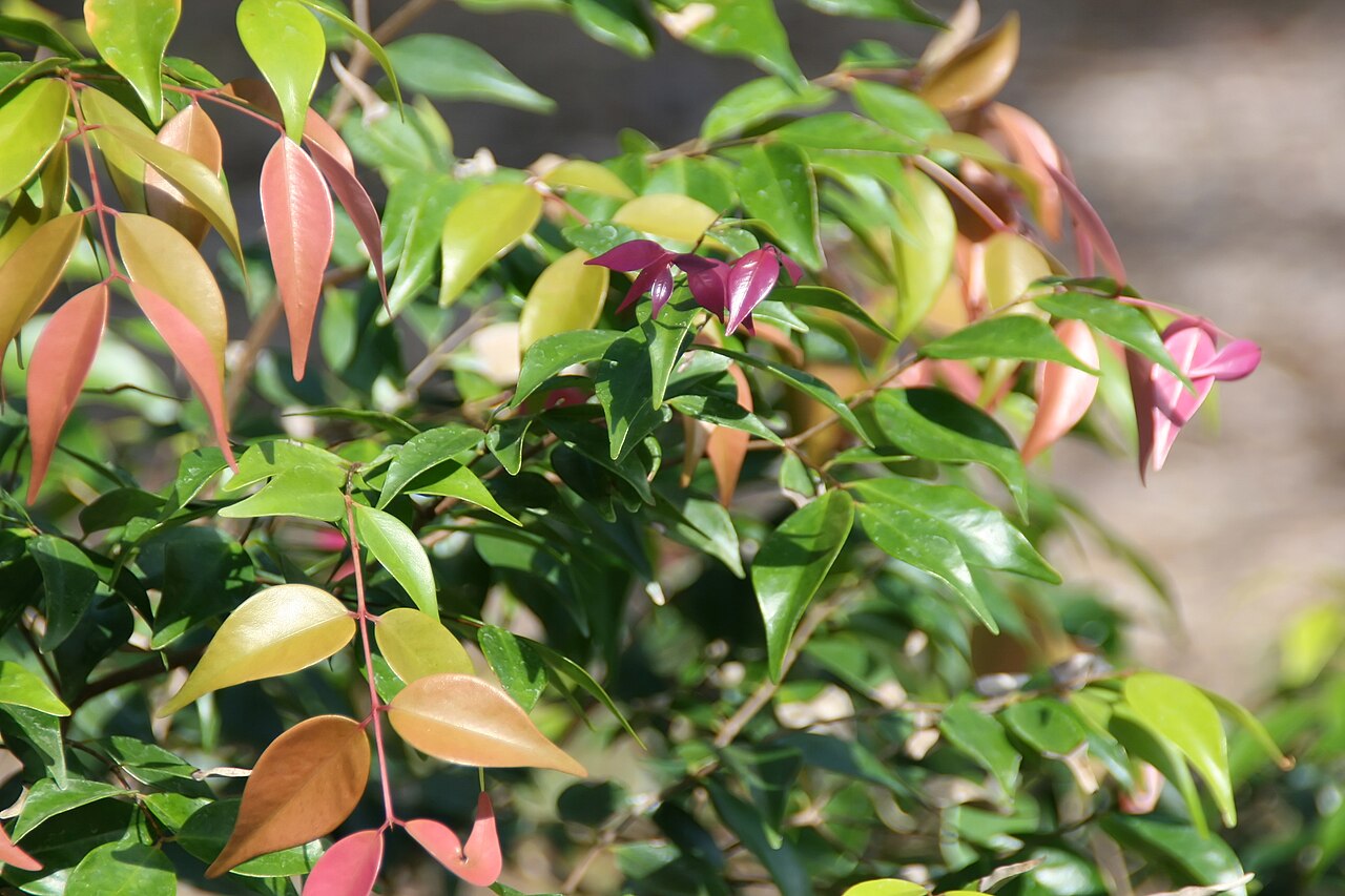 Syzygium luehmannii, Riberry — upright evergreen (Myrtaceae) (image 9 of 10)