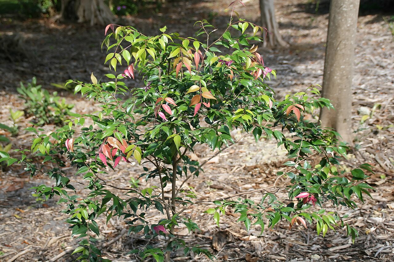 Syzygium luehmannii, Riberry — upright evergreen (Myrtaceae) (image 10 of 10)