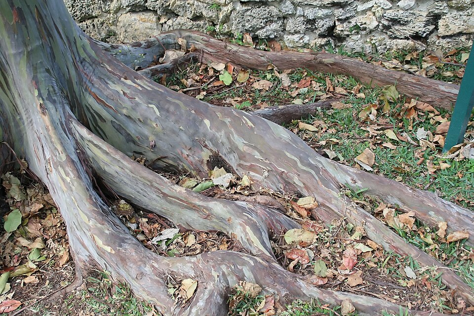 Eucalyptus deglupta (Rainbow Eucalyptus Tree) (alternate view 12)