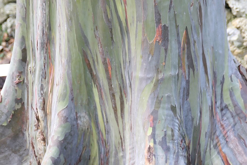 Eucalyptus deglupta (Rainbow Eucalyptus Tree) (alternate view 13)