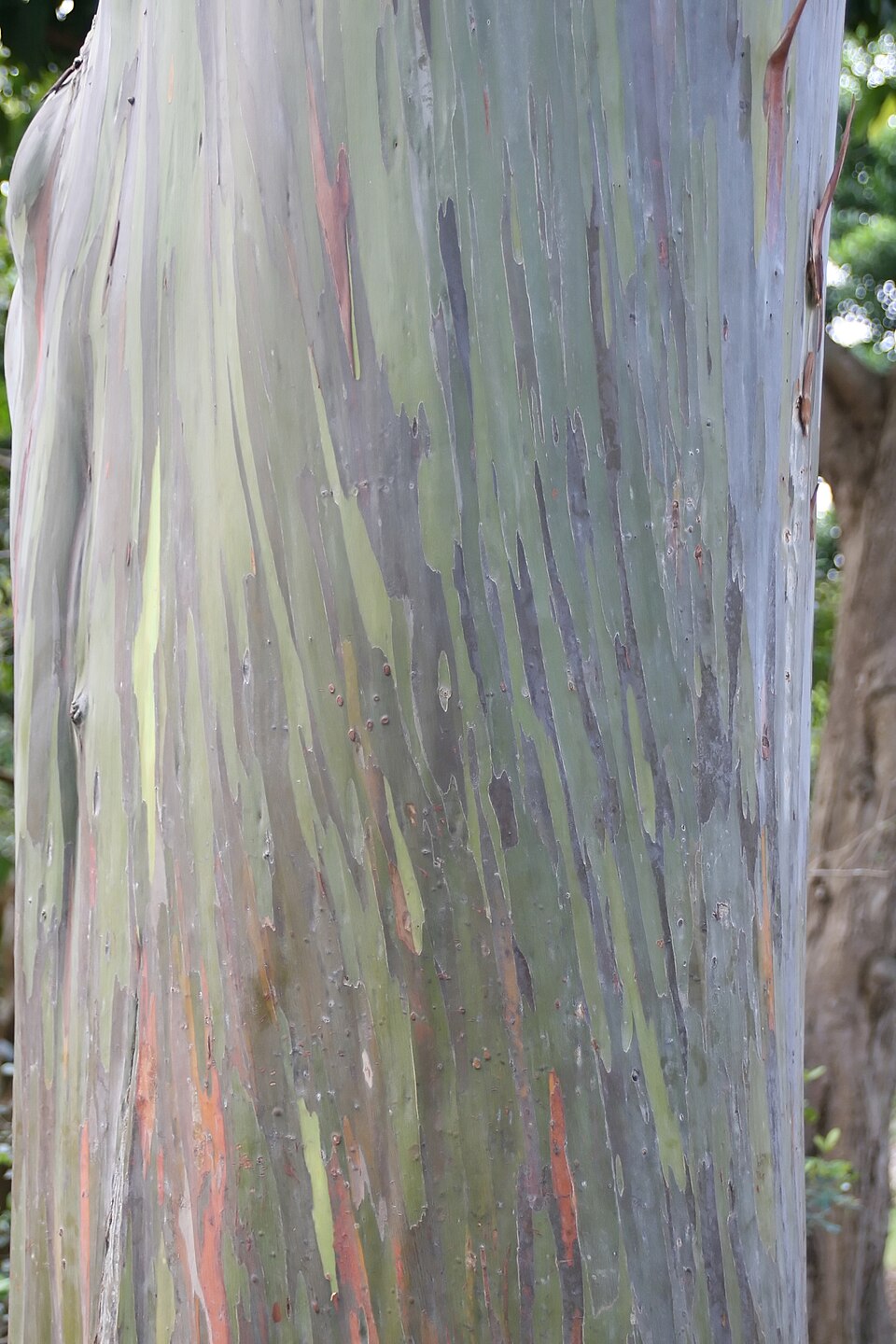 Eucalyptus deglupta (Rainbow Eucalyptus Tree) (alternate view 14)