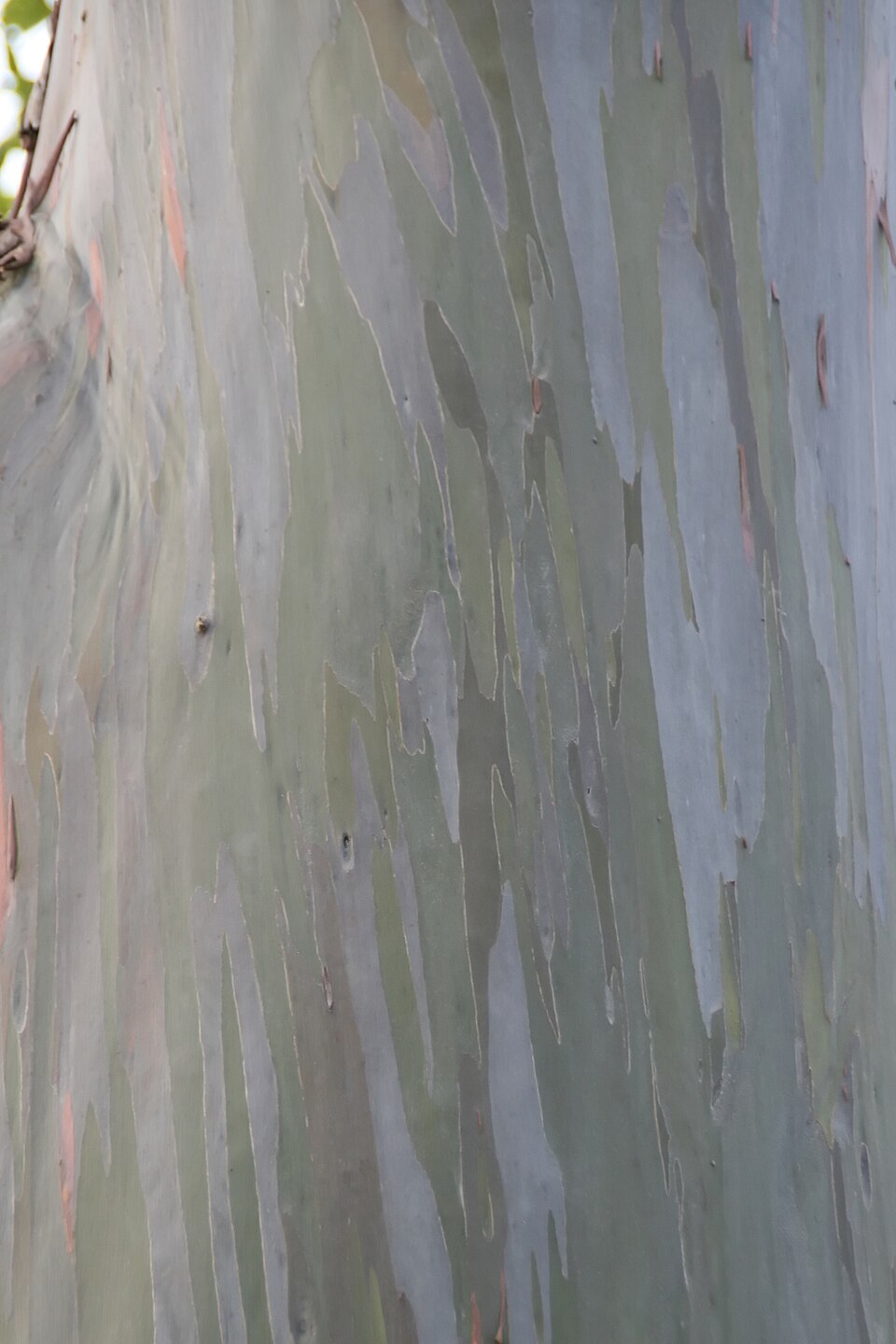 Eucalyptus deglupta (Rainbow Eucalyptus Tree) (alternate view 15)