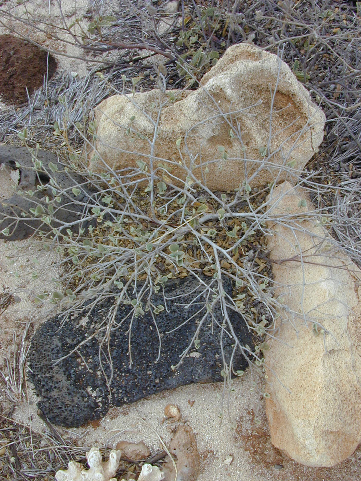 Sida fallax, Ilima — spreading evergreen (Malvaceae) (image 9 of 10)