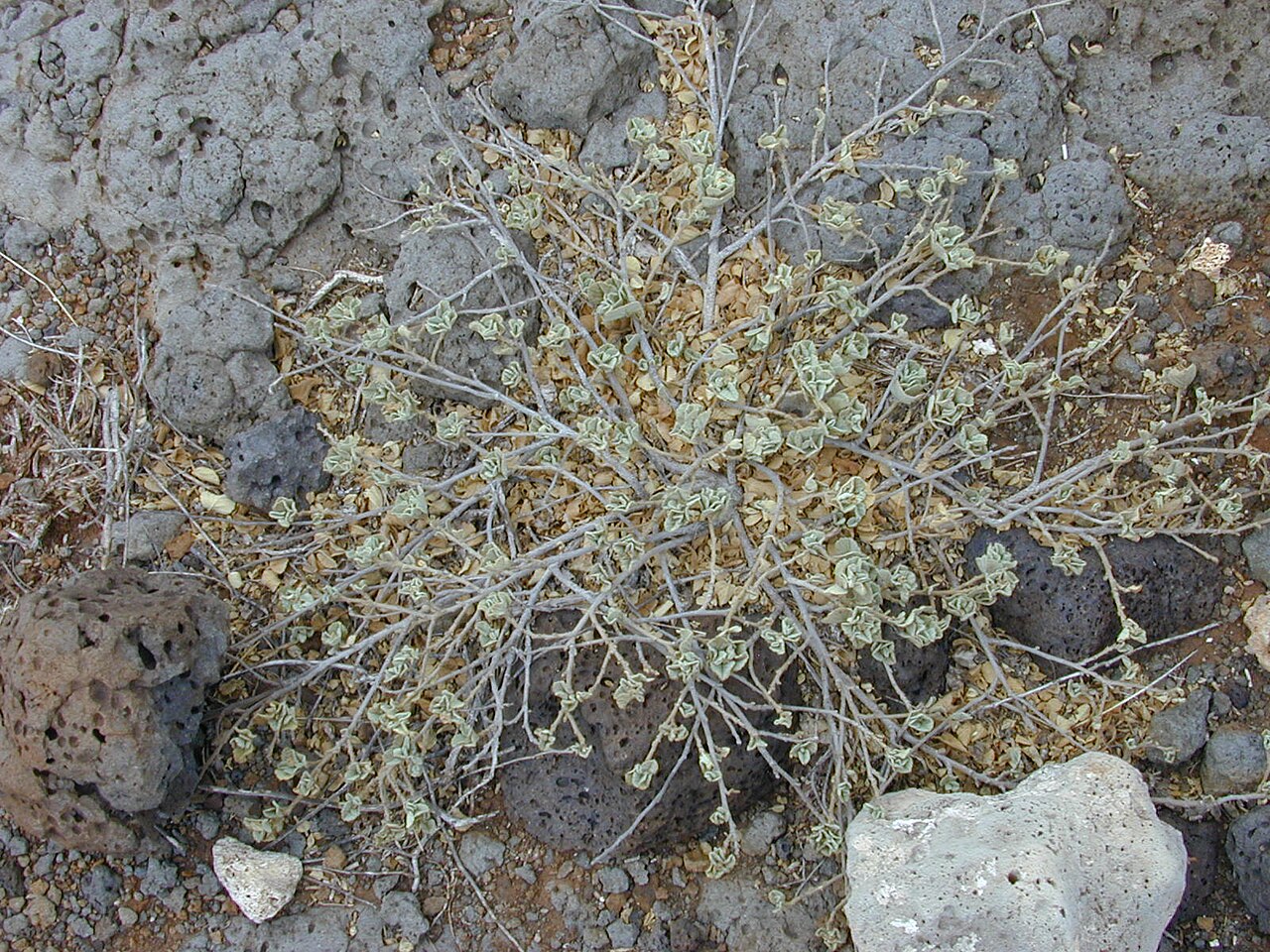 Sida fallax, Ilima — spreading evergreen (Malvaceae) (image 10 of 10)