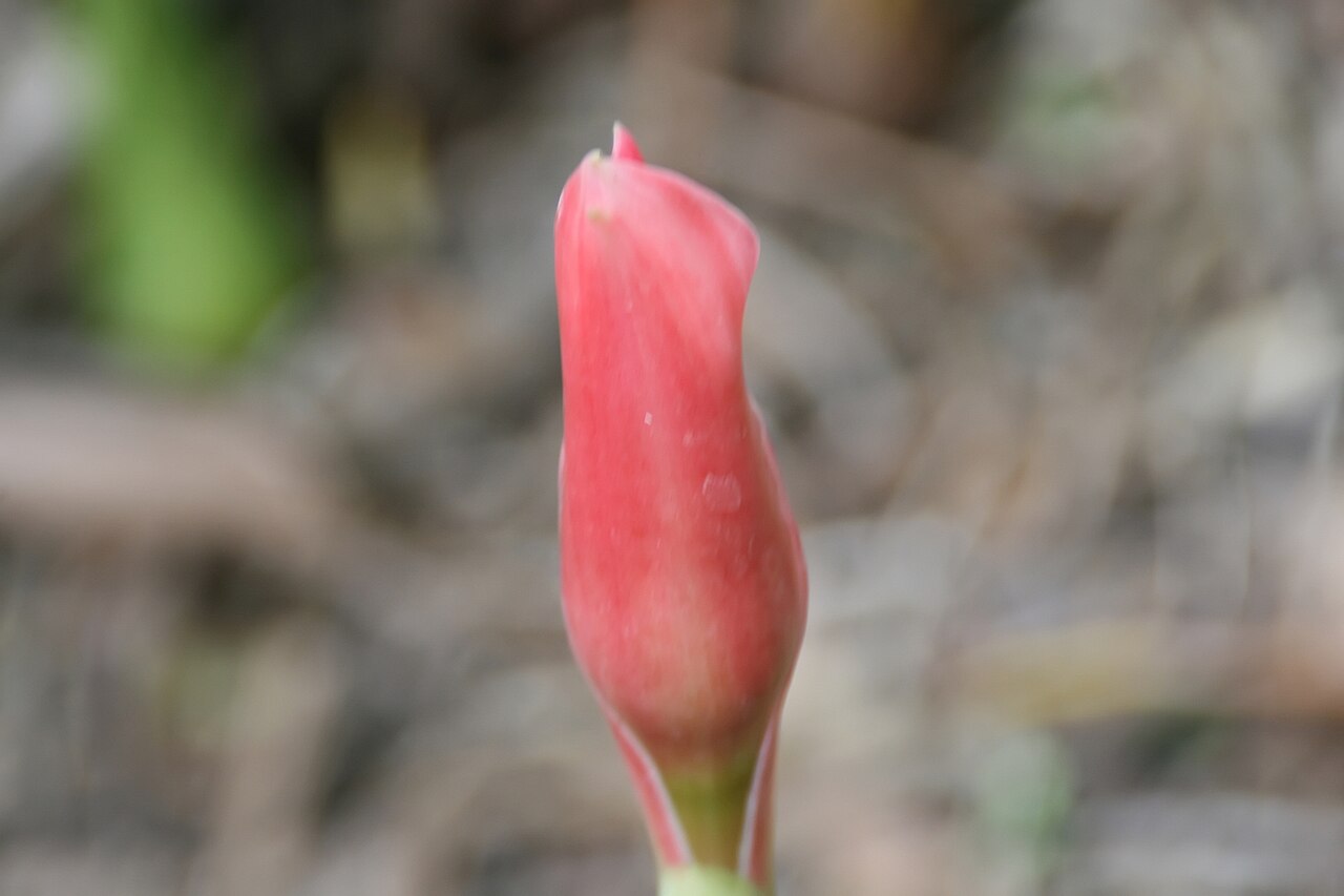Etlingera elatior, Torch ginger — clumping evergreen (Zingiberaceae) (image 8 of 10)