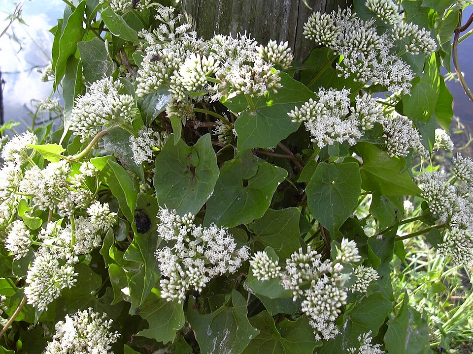 Mikania scandens (climbing hempvine) (alternate view 2)