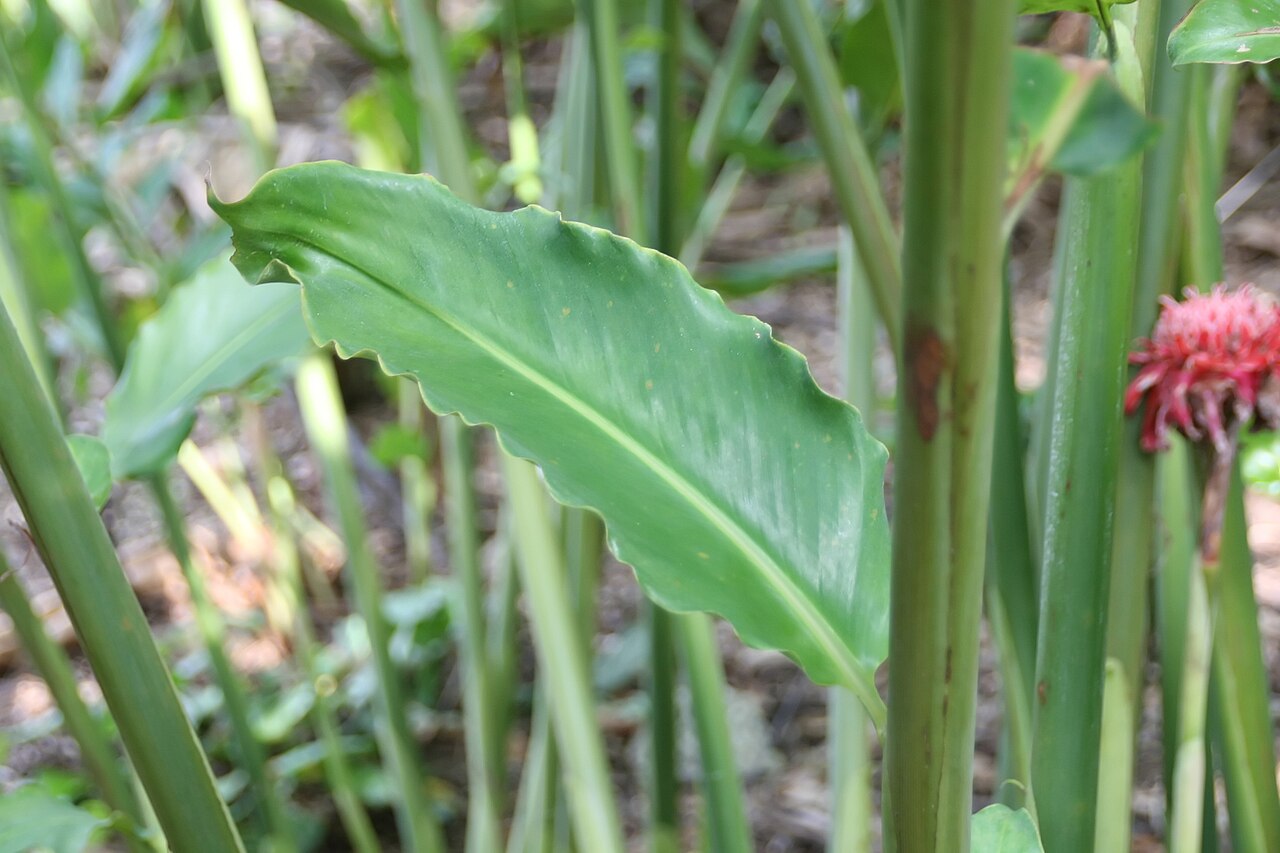 Etlingera elatior, Torch ginger — clumping evergreen (Zingiberaceae) (image 9 of 10)