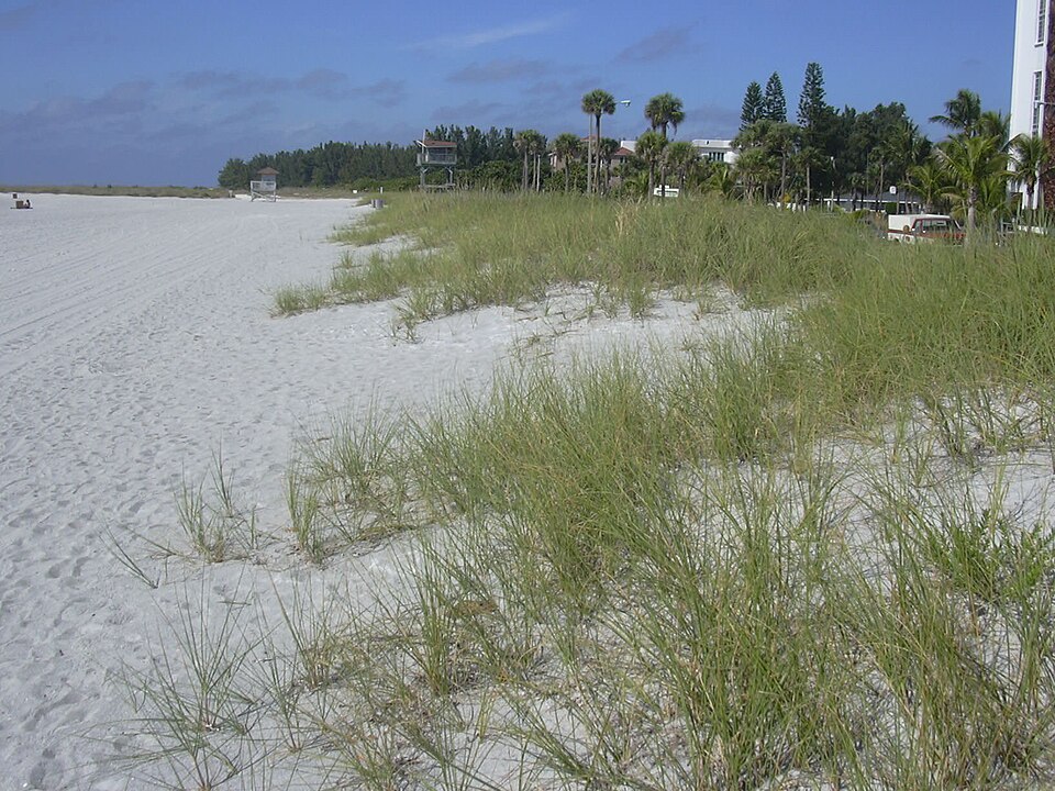 Uniola paniculata (sea oats) (alternate view 7)