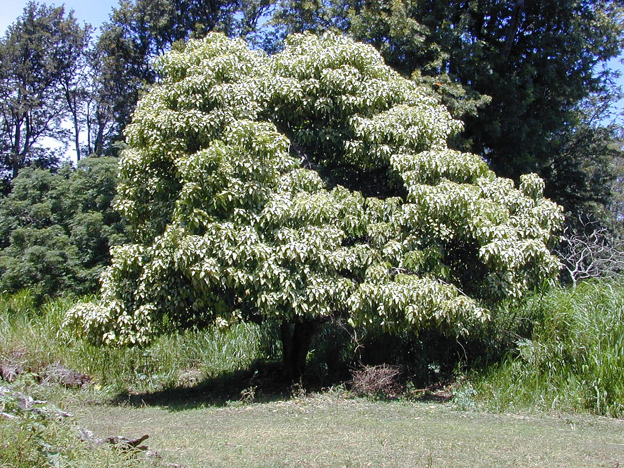 Aleurites moluccanus, Kukui (candlenut) — spreading evergreen (Euphorbiaceae) (image 3 of 6)