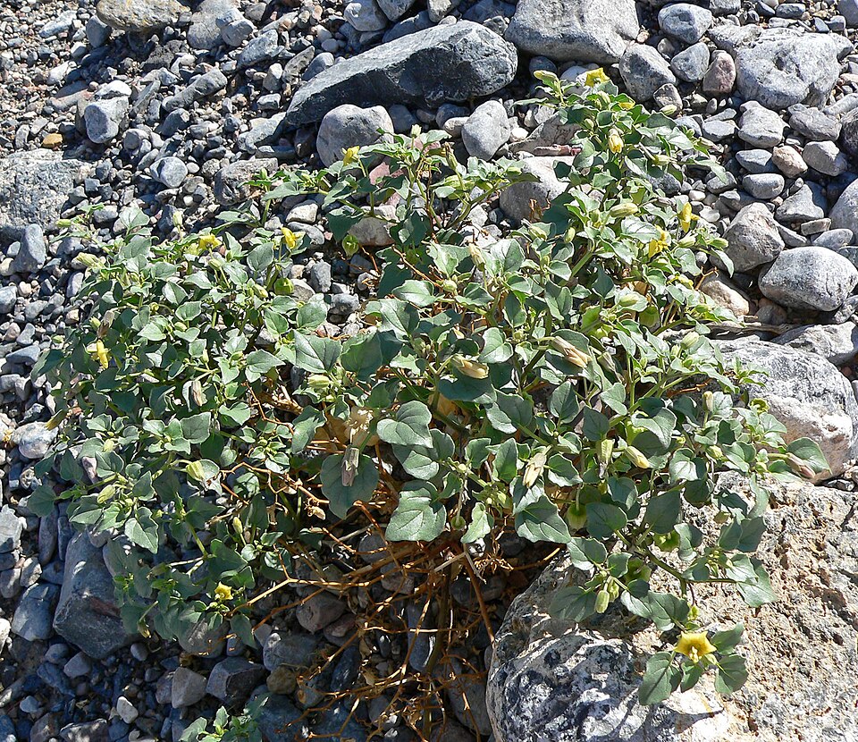 Physalis crassifolia (Thickleaf Groundcherry) (alternate view 9)