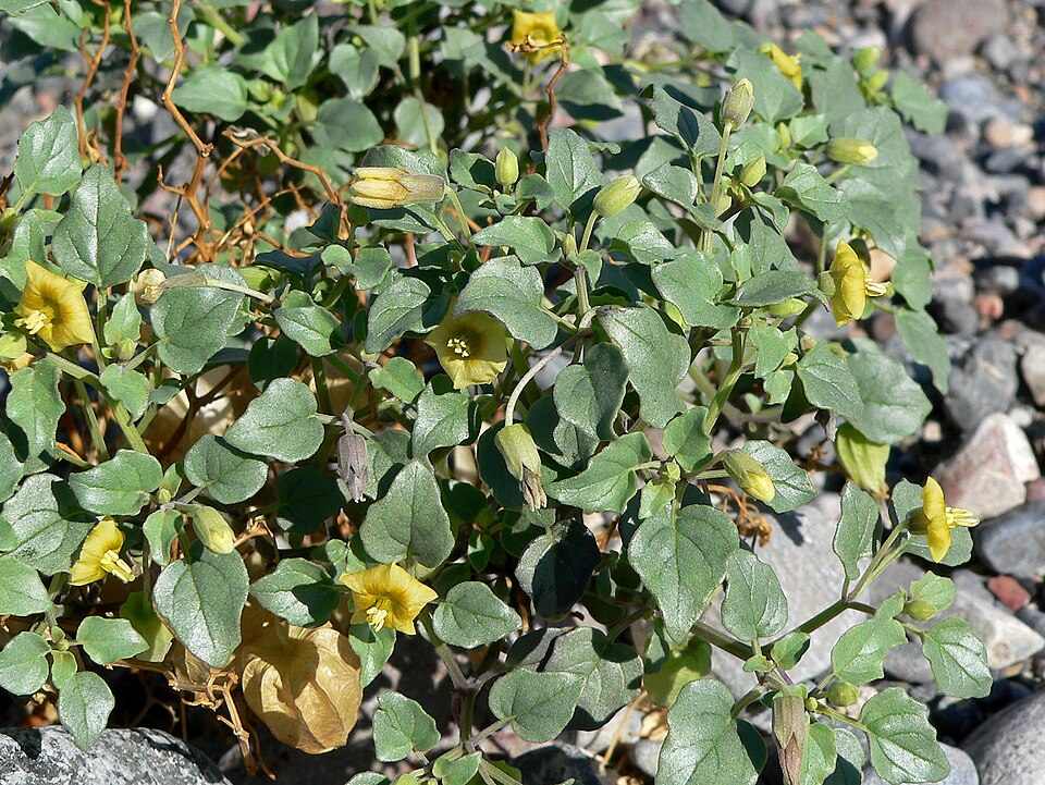 Physalis crassifolia (Thickleaf Groundcherry) (alternate view 10)