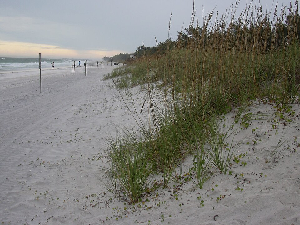 Uniola paniculata (sea oats) (alternate view 8)