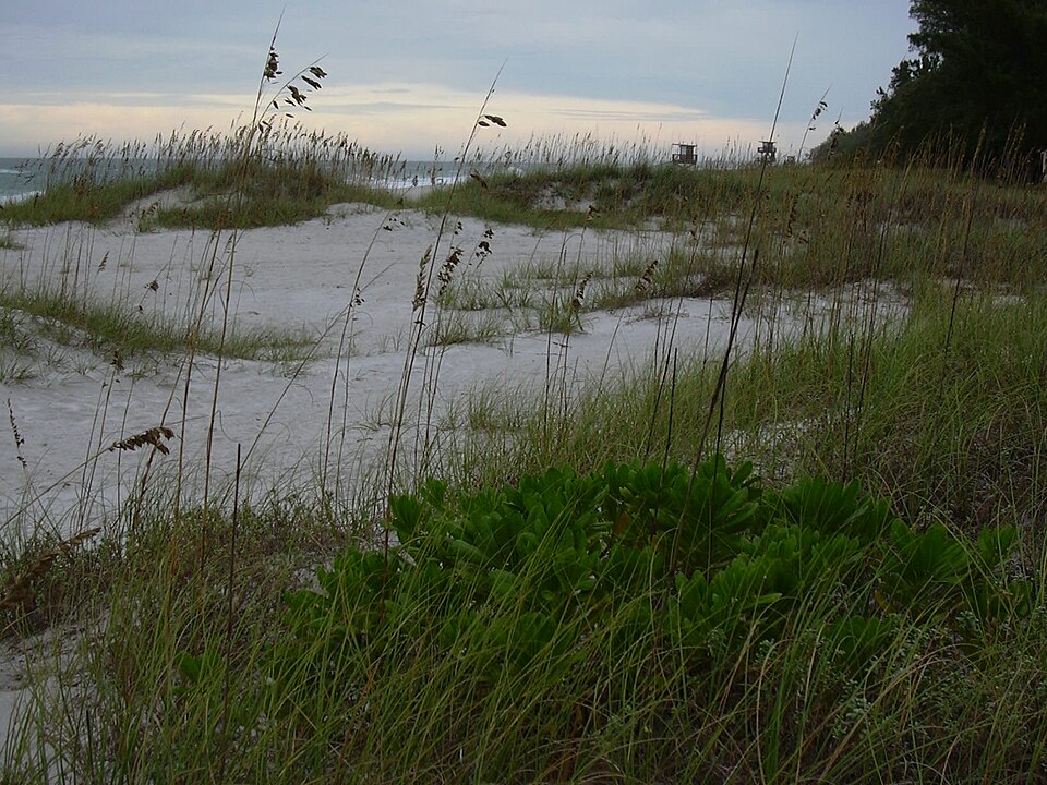 Uniola paniculata (sea oats) (alternate view 9)