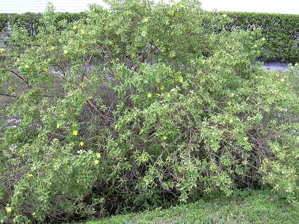 Ludwigia peruviana (Peruvian primrose-willow) (alternate view 5)