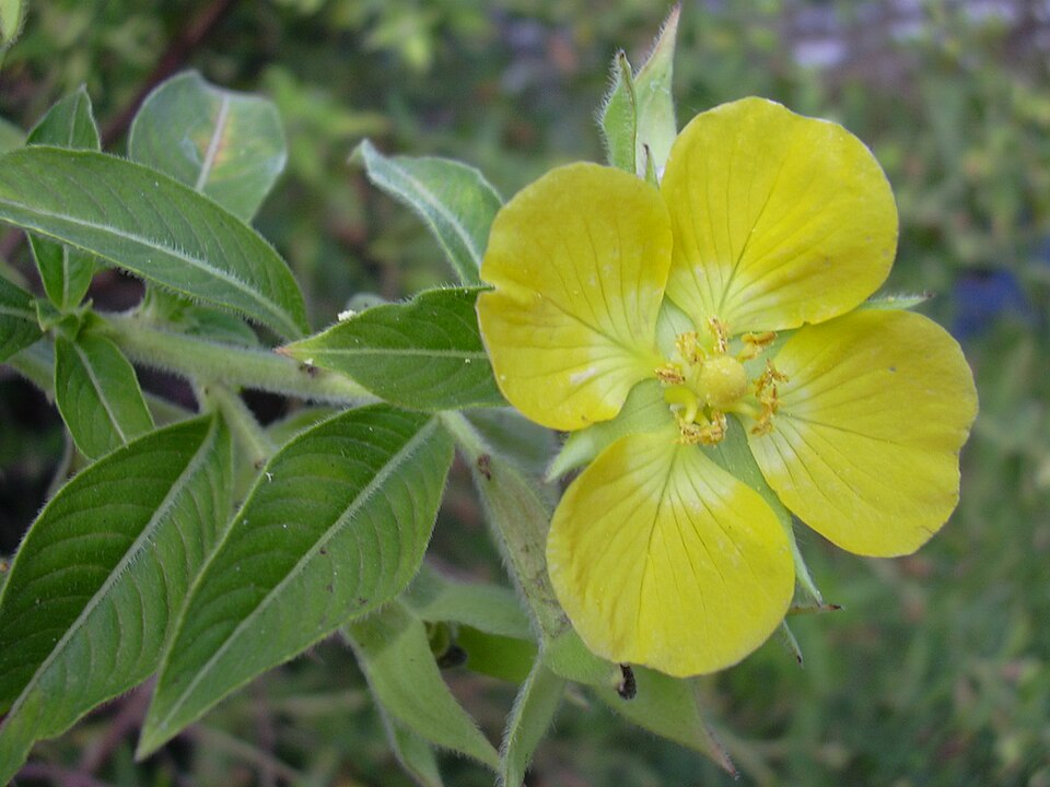 Ludwigia peruviana (Peruvian primrose-willow) (alternate view 6)