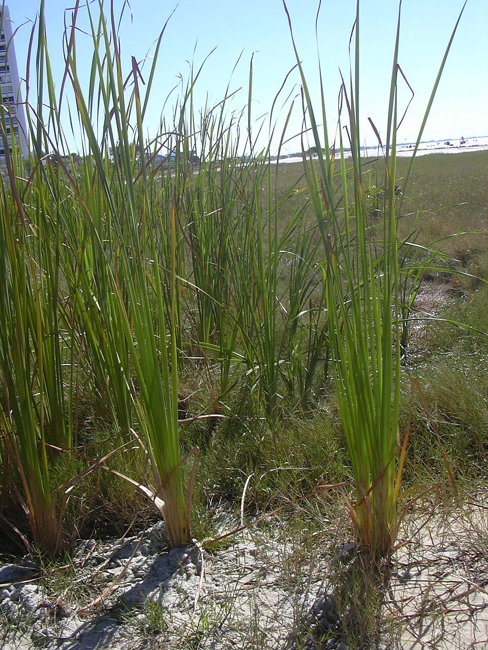 Typha domingensis (southern cattail)