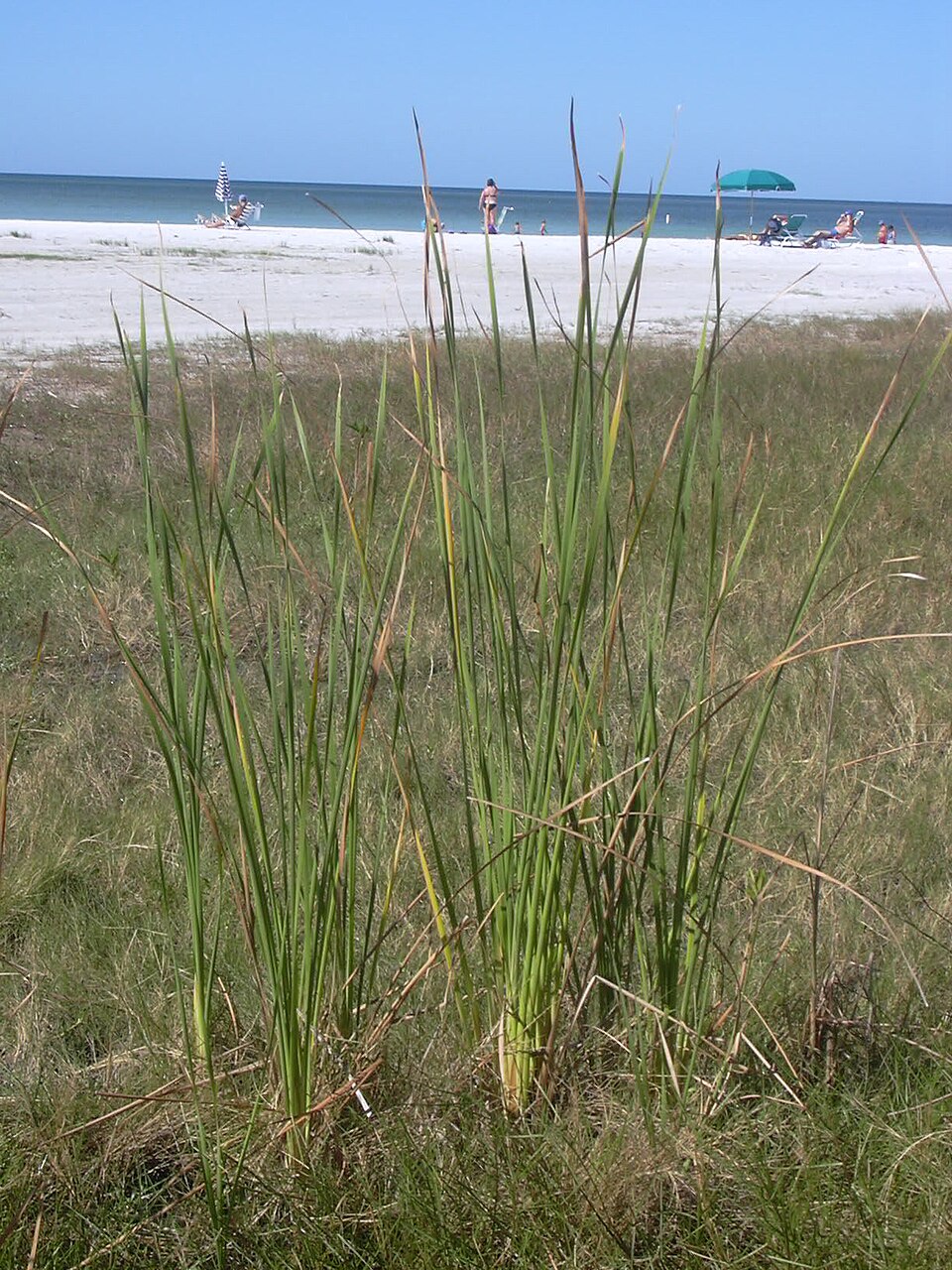 Typha domingensis (southern cattail) (alternate view 2)