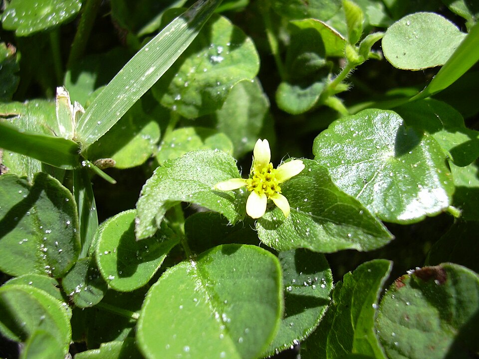 Calyptocarpus vialis (straggler daisy)
