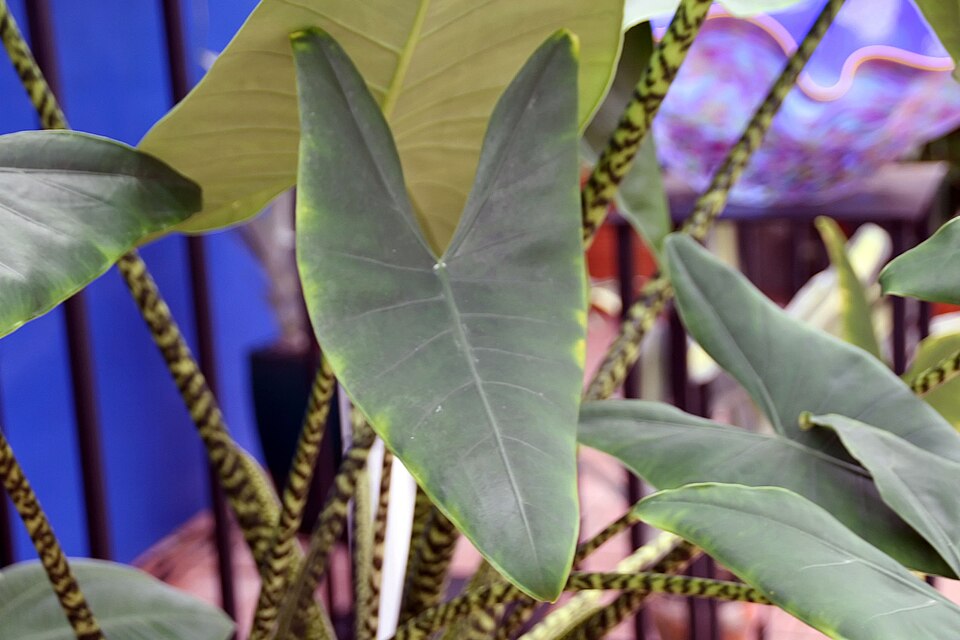Alocasia zebrina (Zebra Alocasia) (alternate view 7)