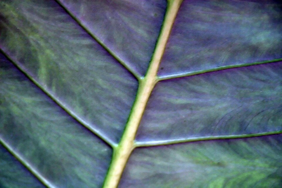 Alocasia zebrina (Zebra Alocasia) (alternate view 8)