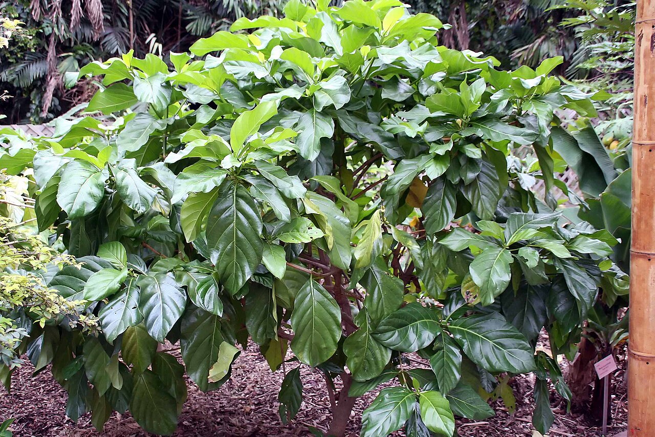 Morinda citrifolia, Noni — upright evergreen (Rubiaceae) (image 5 of 10)