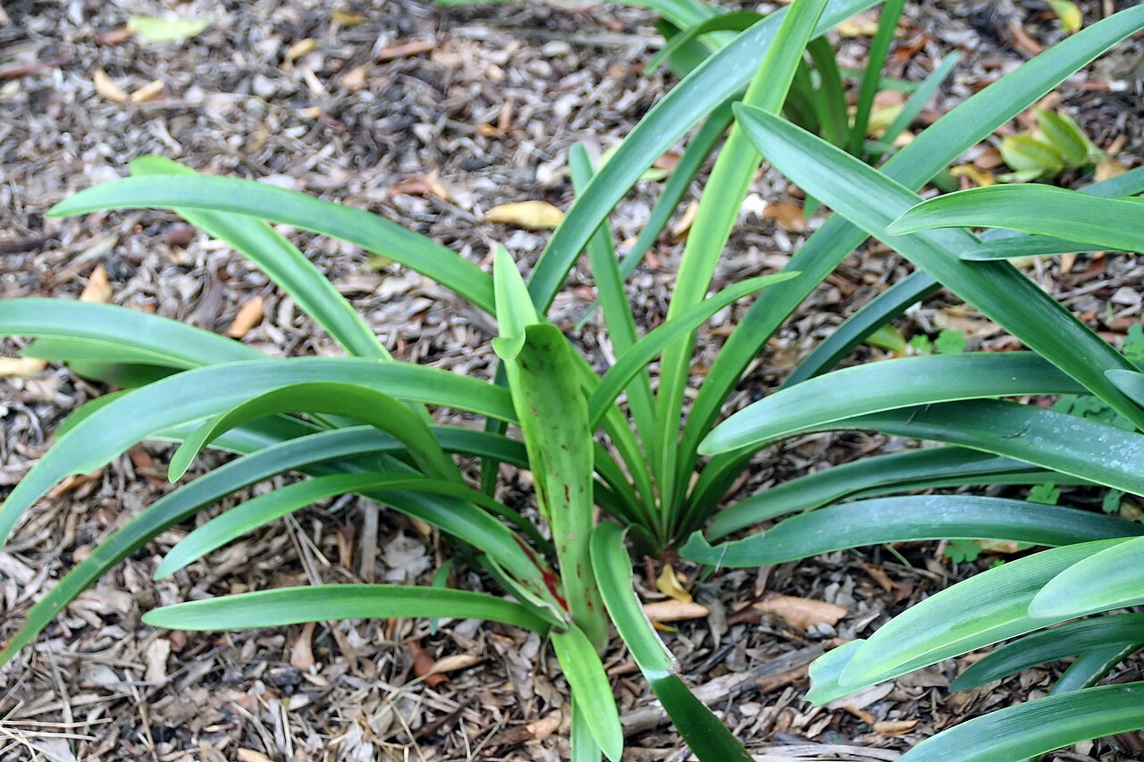 Hippeastrum vittatum, Striped amaryllis — clumping semi-evergreen (Amaryllidaceae) (image 9 of 10)