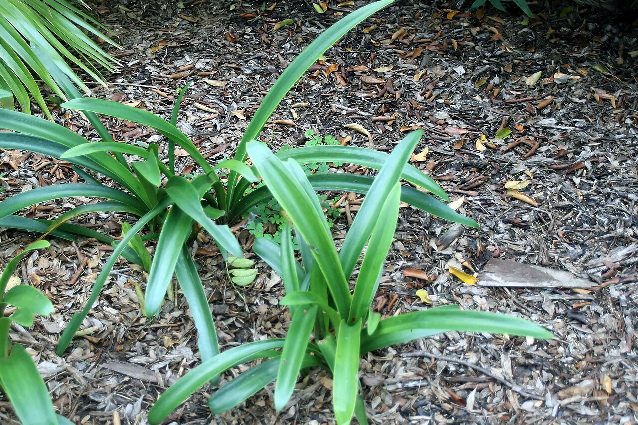 Hippeastrum vittatum, Striped amaryllis — clumping semi-evergreen (Amaryllidaceae) (image 10 of 10)