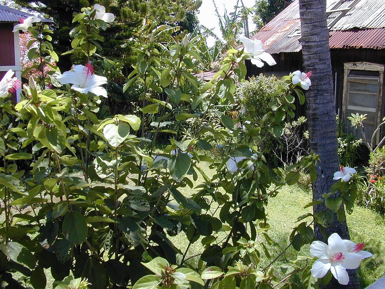 Hibiscus waimeae, Kokio keokeo — upright evergreen (Malvaceae) (image 3 of 9)